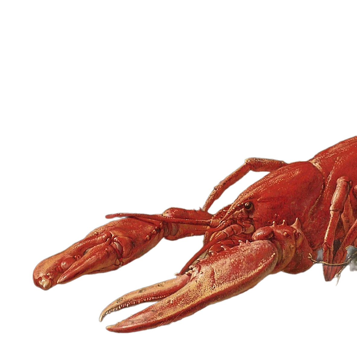 Lobster from Adriaen van Utrecht's Banquet Still Life