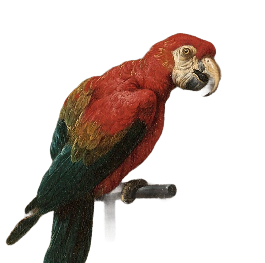 Parrot from Adriaen van Utrecht's Banquet Still Life